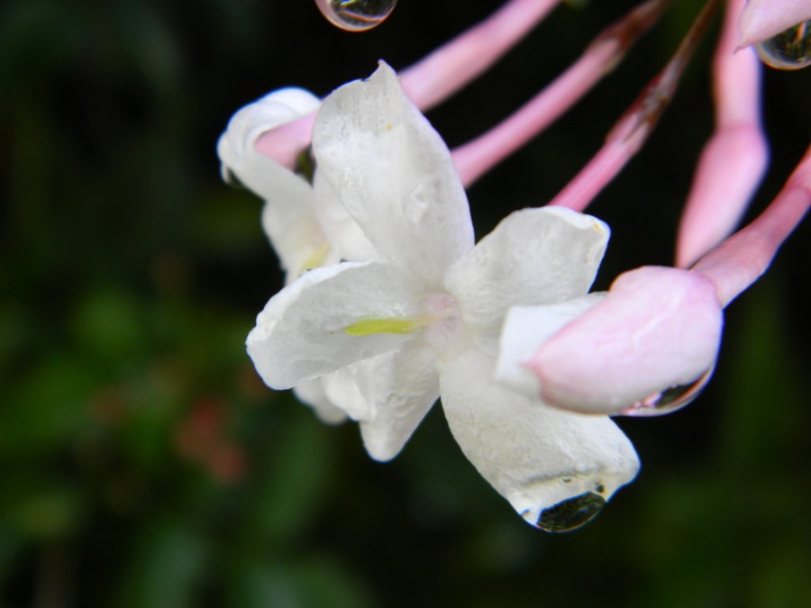 Цветы жасмин — все виды (90 фото). Описание видов, посадка, выращивание, уход и полив в открытом грунте