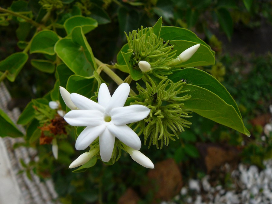 Цветы жасмин — все виды (90 фото). Описание видов, посадка, выращивание, уход и полив в открытом грунте