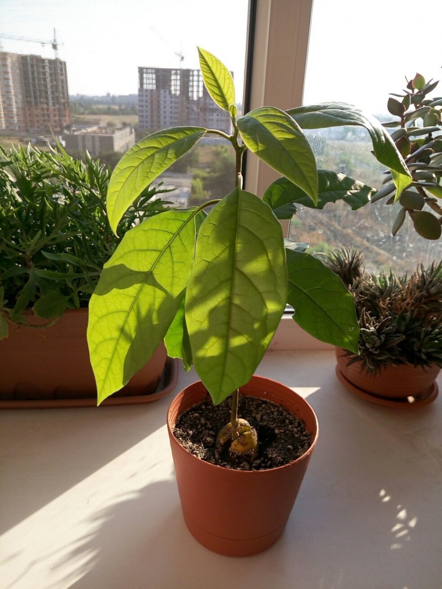 Дерево авокадо — как вырастить из косточки в домашних условиях? Пошаговая инструкция с реальными фото