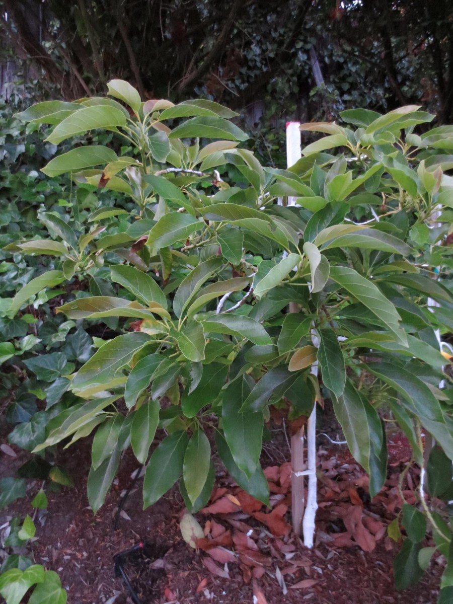 Дерево авокадо — как вырастить из косточки в домашних условиях? Пошаговая инструкция с реальными фото