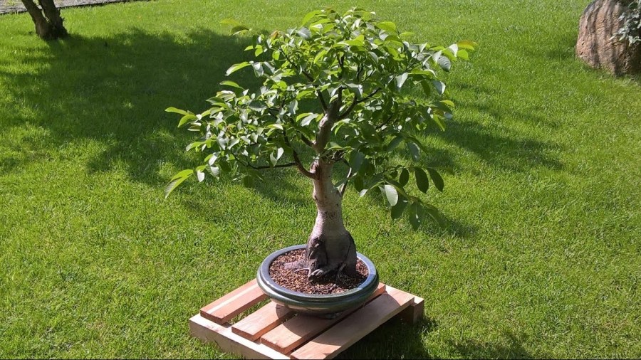 Дерево орех (грецкий орех) — полезные свойства. Как посадить и ухаживать за деревом (110 фото)