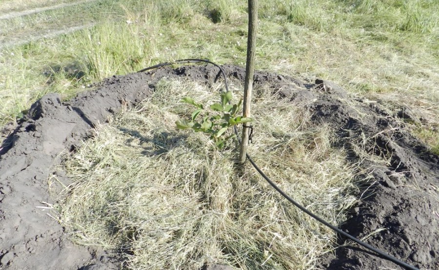 Дерево орех (грецкий орех) — полезные свойства. Как посадить и ухаживать за деревом (110 фото)