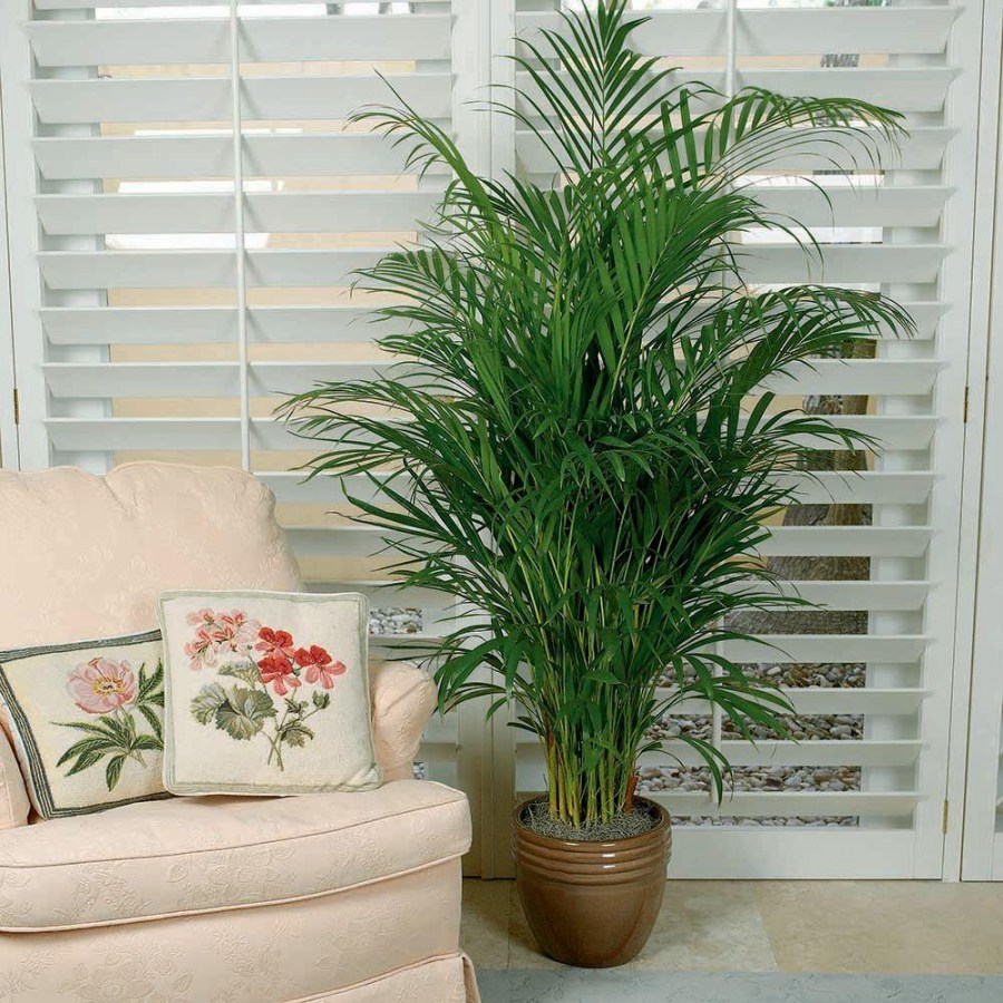 Финиковая пальма — правила пересадки и выращивания в домашних условиях (90 фото)