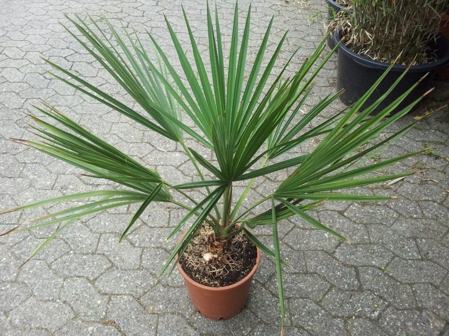 Финиковая пальма — правила пересадки и выращивания в домашних условиях (90 фото)