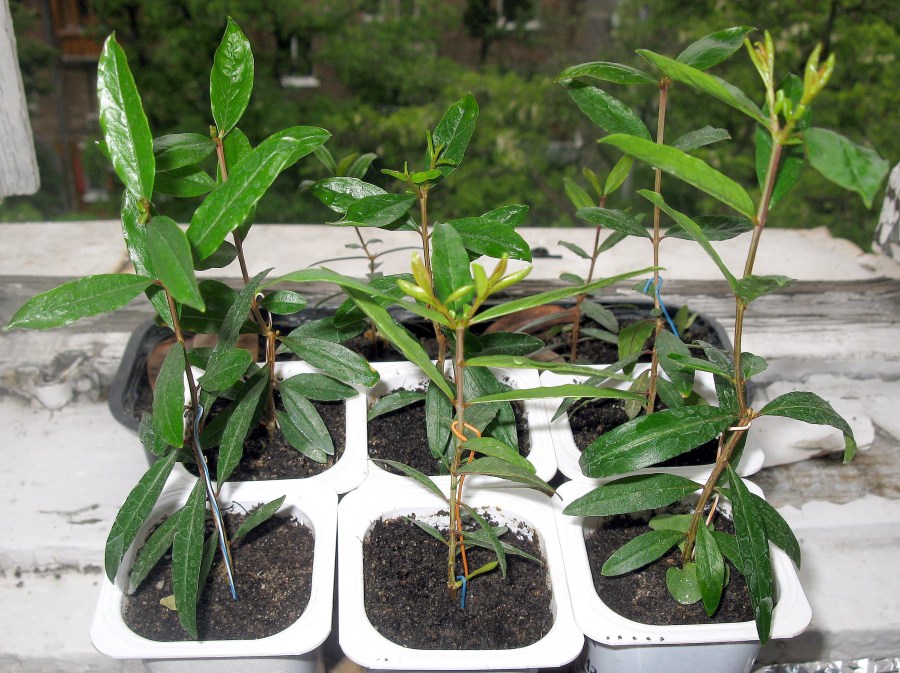 Гранатовое дерево: как вырастить в домашних условиях? Особенности растения, виды, уход и полезные свойства (90 фото)
