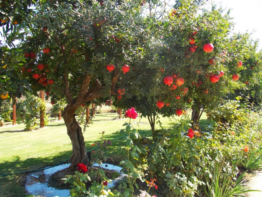 Гранатовое дерево: как вырастить в домашних условиях? Особенности растения, виды, уход и полезные свойства (90 фото)