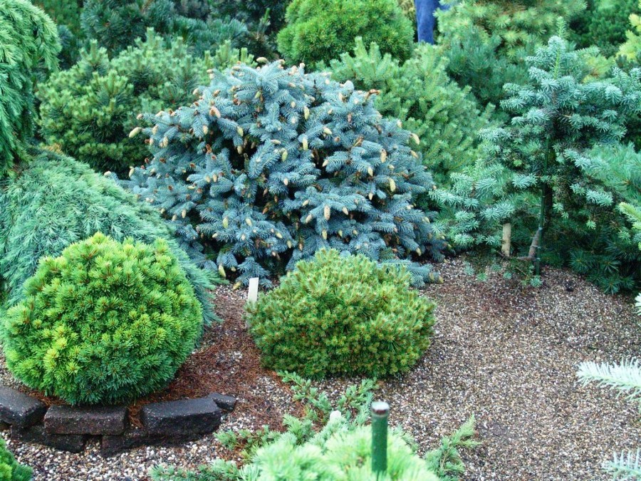Хвойные растения для сада (120 фото) — описание особенностей использования и правила использования