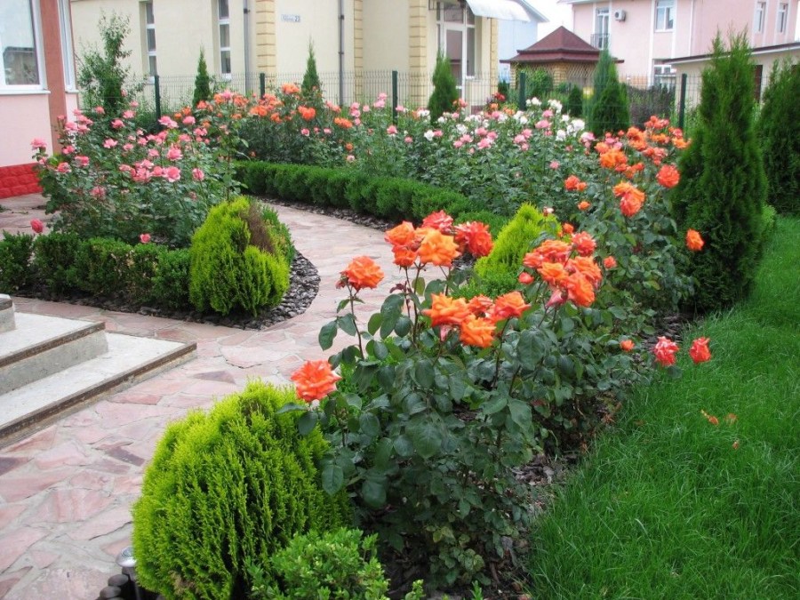 Хвойные растения для сада (120 фото) — описание особенностей использования и правила использования