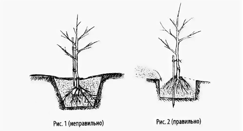 Как правильно сажать деревья осенью: сроки, этапы посадки и разновидности