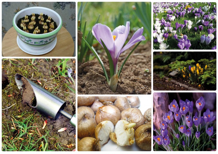 Крокусы (90 фото цветов) — пошаговая инструкция по посадке, уходу и выращиванию в домашних условиях
