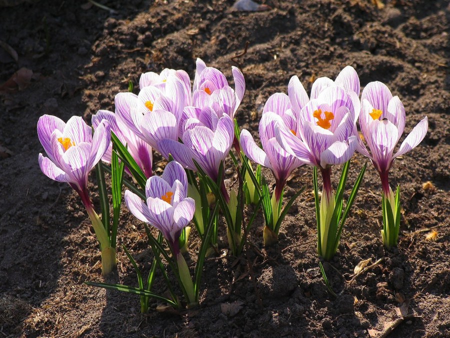 Крокусы (90 фото цветов) — пошаговая инструкция по посадке, уходу и выращиванию в домашних условиях