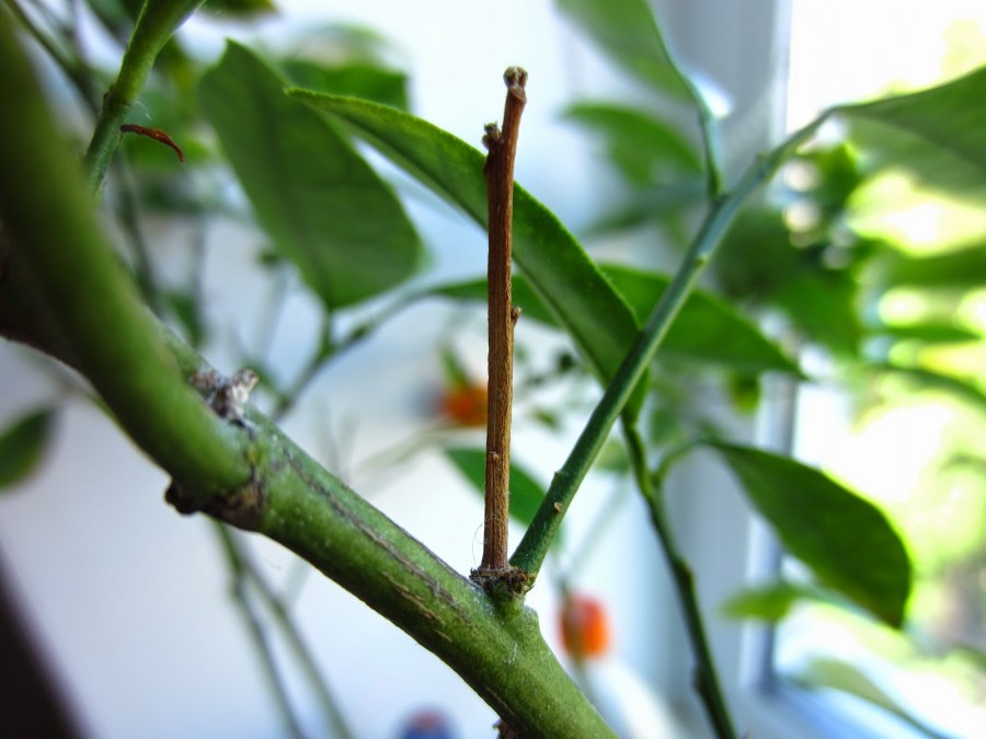 Мандариновое дерево — инструкция как ухаживать в домашних условиях (80 фото)