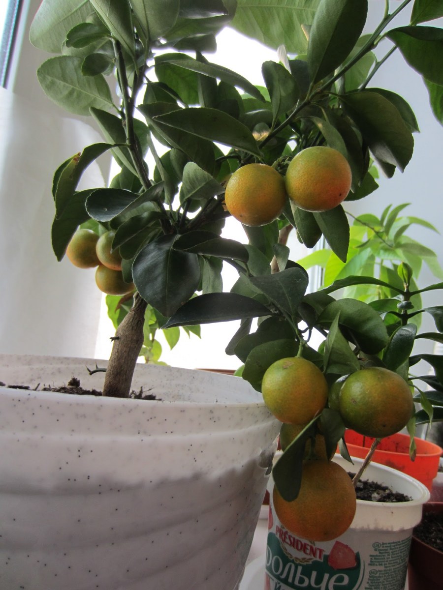Мандариновое дерево — инструкция как ухаживать в домашних условиях (80 фото)