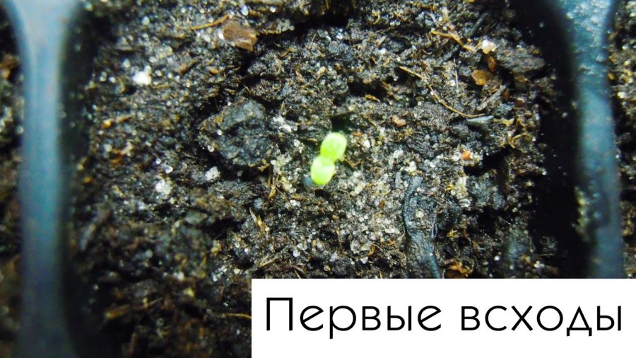 Петуния — выращивание из семян. Инструкция по уходу, размножению и посадке в домашних условиях (110 фото)