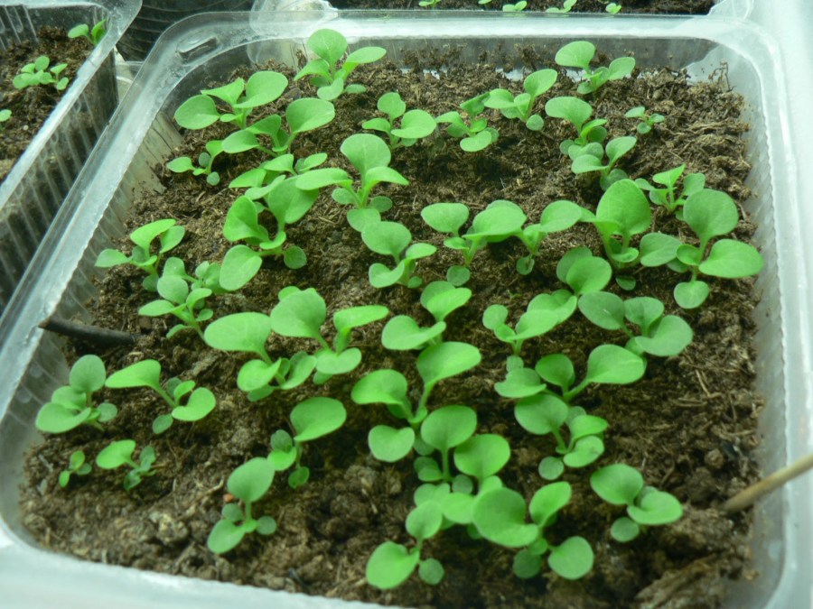 Петуния — выращивание из семян. Инструкция по уходу, размножению и посадке в домашних условиях (110 фото)