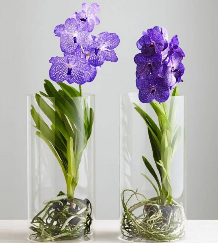 Популярные виды орхидей с названиями и фото, уход за ними