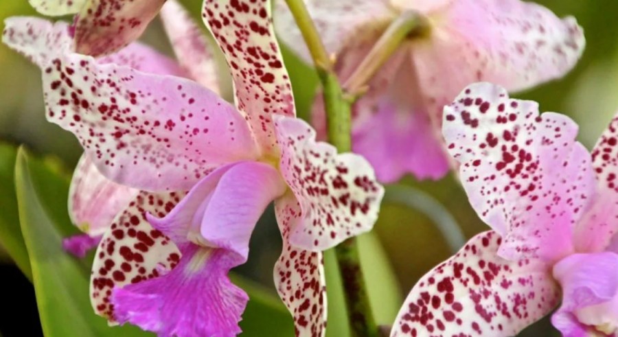 Популярные виды орхидей с названиями и фото, уход за ними