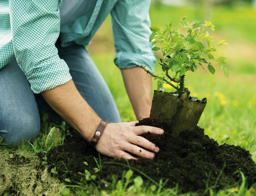 Посадка и пересадка деревьев осенью: рекомендации опытных садоводов