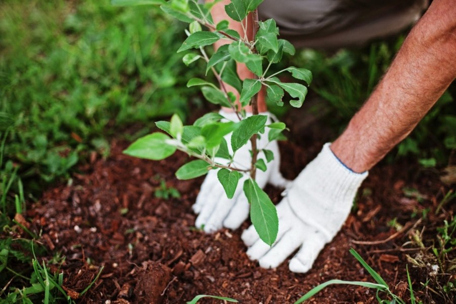 Посадка и пересадка деревьев осенью: рекомендации опытных садоводов