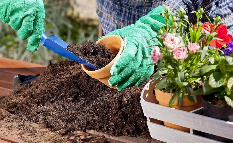 Правильный уход и посадка растений в вашем саду