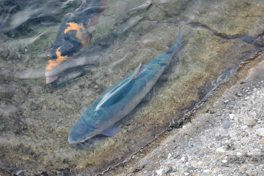 Разведение рыбы в пруду — искусственное выращивание экзотичных и ценных сортов рыб (80 фото)