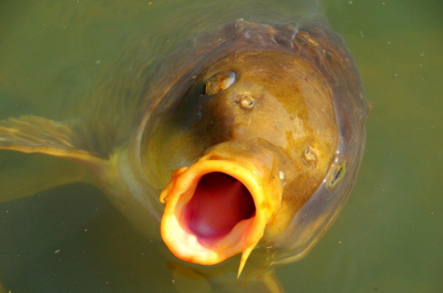Разведение рыбы в пруду — искусственное выращивание экзотичных и ценных сортов рыб (80 фото)