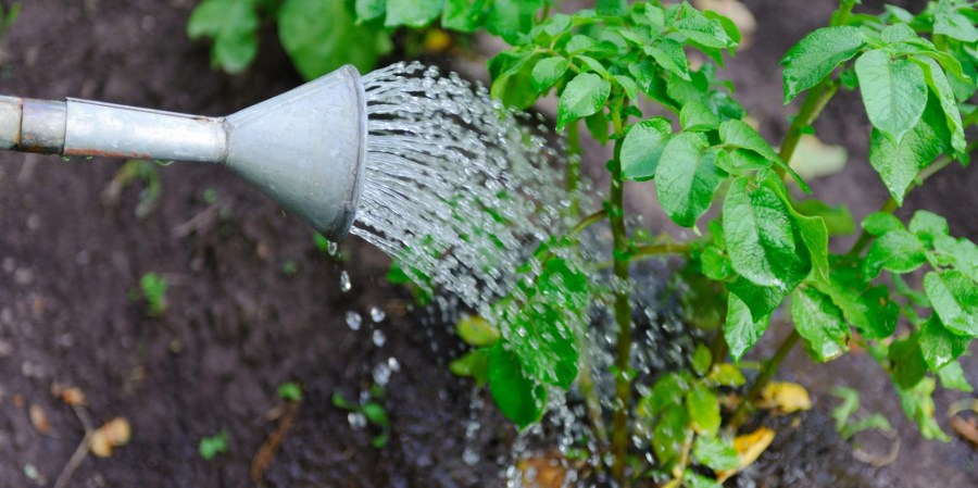 Садовый опрыскиватель — обзор популярных вариантов распылителей и их особенности (90 фото)