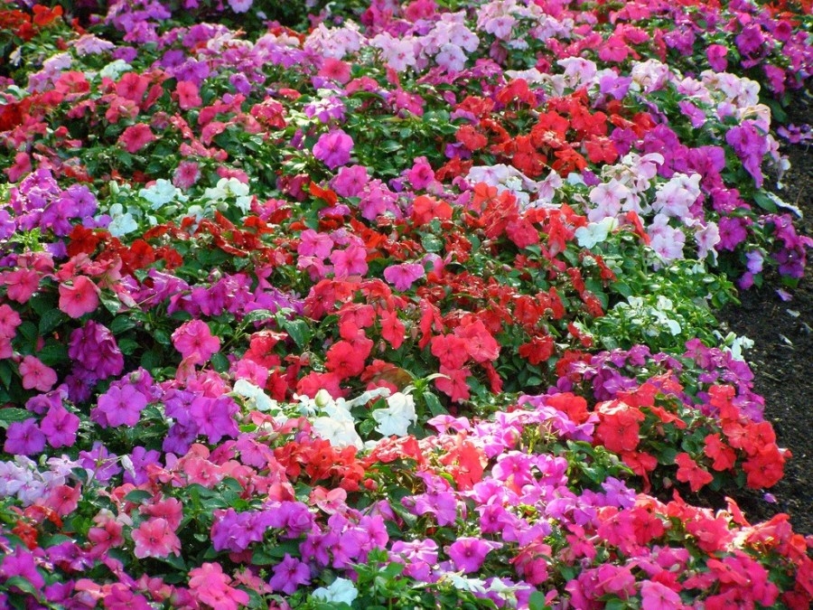 Саженцы цветов — правила подбора хвойных и плодовых растений в питомниках (110 фото)