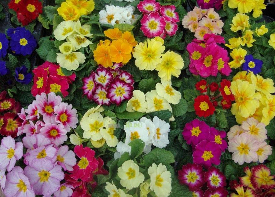 Саженцы цветов — правила подбора хвойных и плодовых растений в питомниках (110 фото)