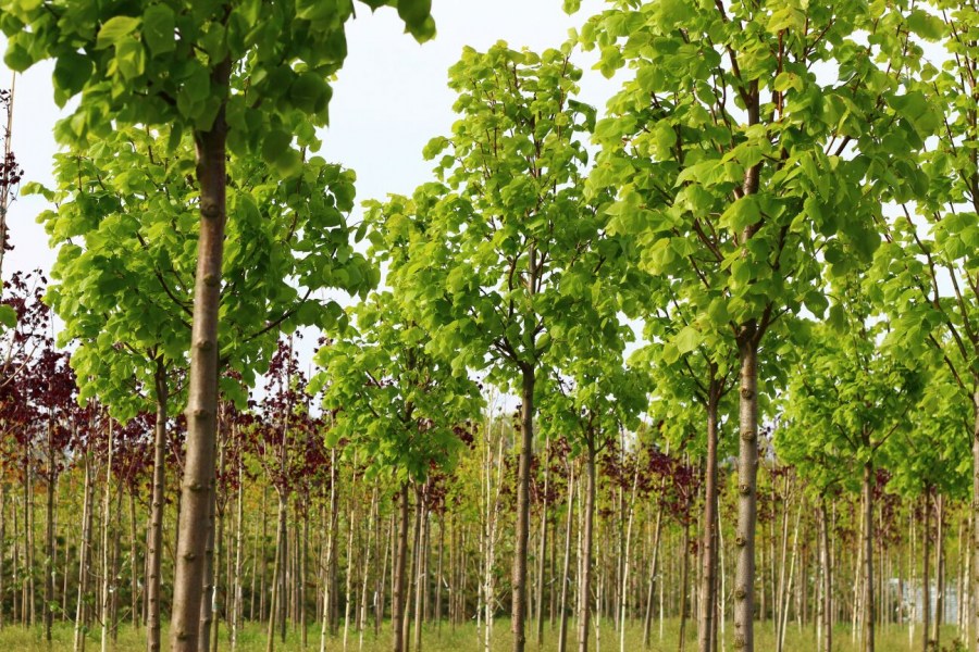 Саженцы деревьев — выбор и уход за плодовыми и декоративными деревьями (120 фото)