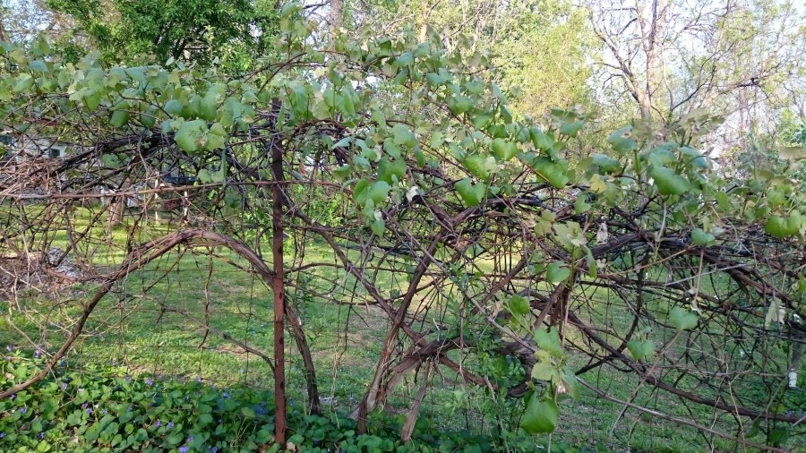 Саженцы винограда: профессиональная посадка и выращивание в разных климатических условиях (90 фото)