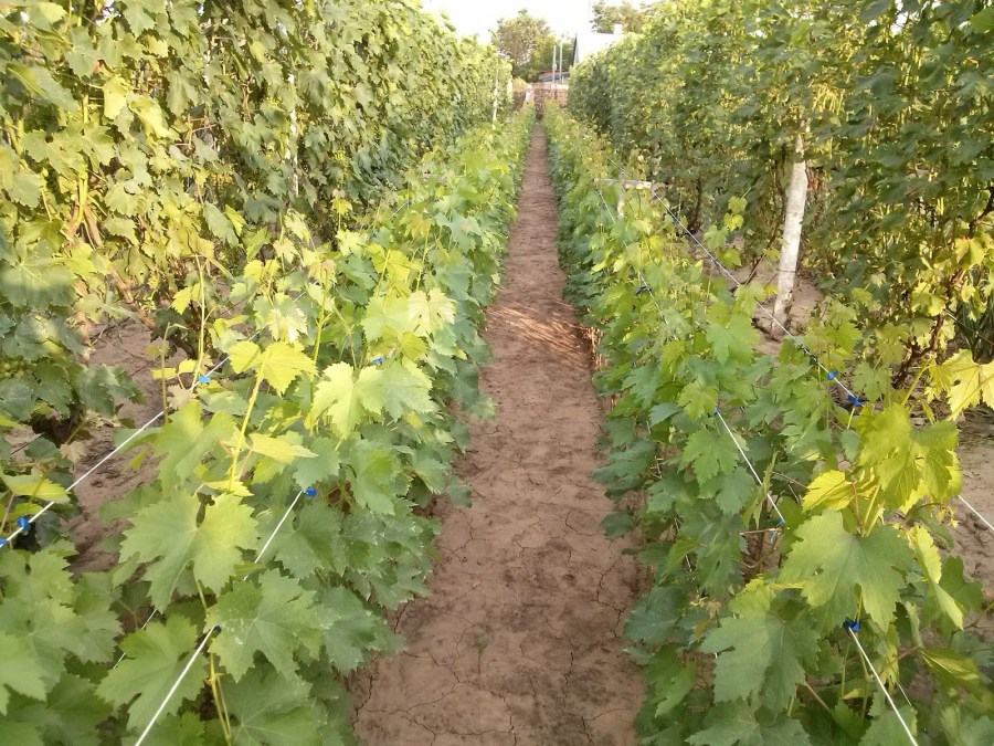 Саженцы винограда: профессиональная посадка и выращивание в разных климатических условиях (90 фото)