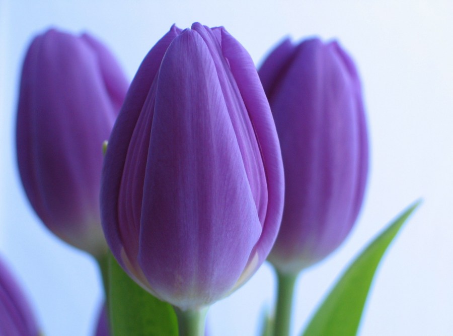 Тюльпаны к 8 марта: сорта, сроки посадки и методы выгонки