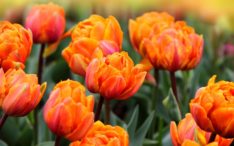 Тюльпаны к 8 марта: сорта, сроки посадки и методы выгонки