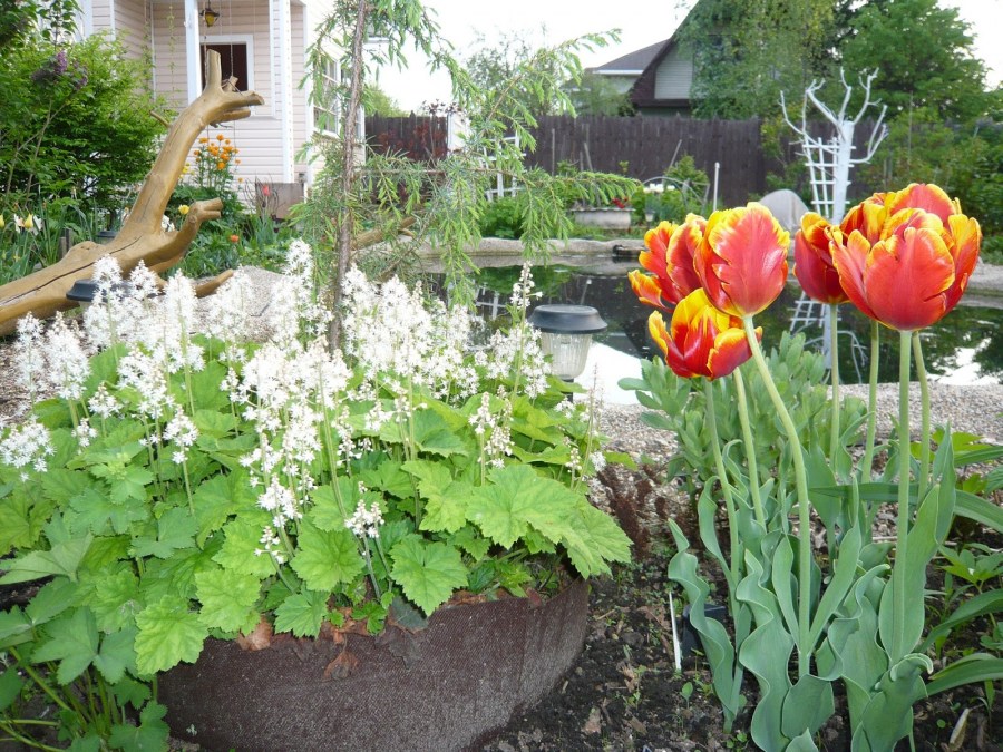 Тюльпаны — как выращивать в домашних условиях? 150 фото основных видов цветка