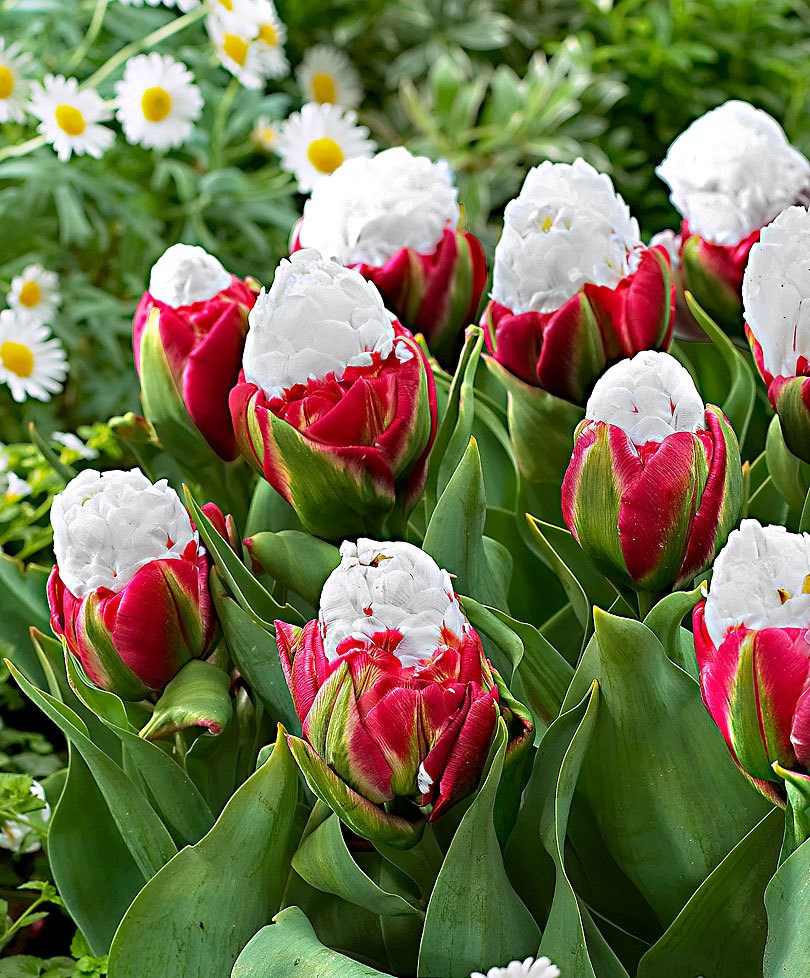 Тюльпаны — как выращивать в домашних условиях? 150 фото основных видов цветка