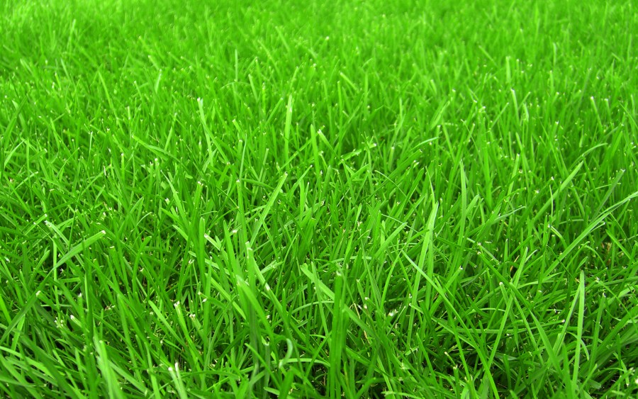 Трава для газона — травосмеси, семена и формирование многолетнего дизайна (120 фото)