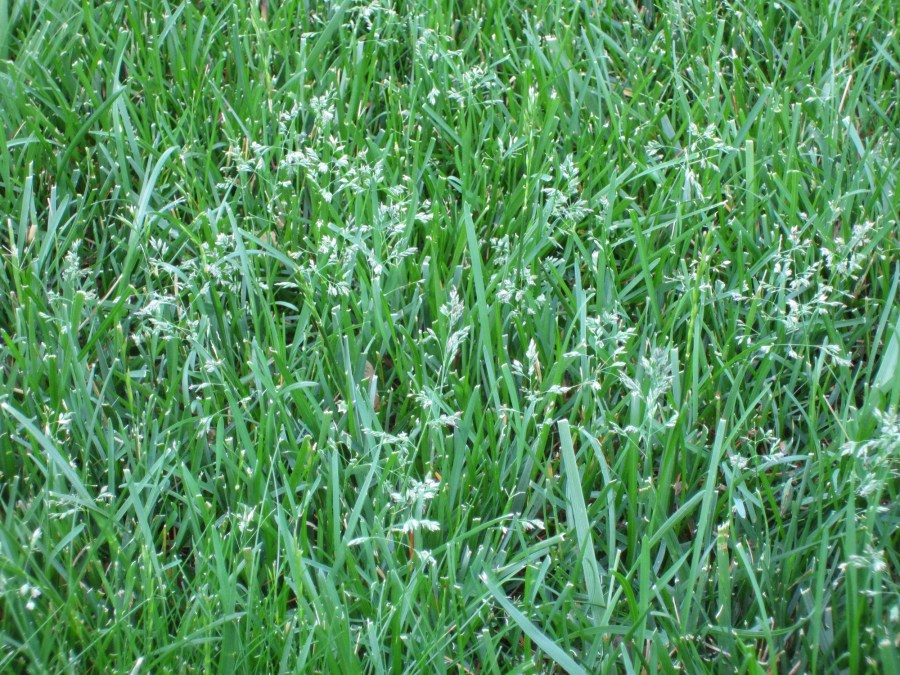 Трава для газона — травосмеси, семена и формирование многолетнего дизайна (120 фото)
