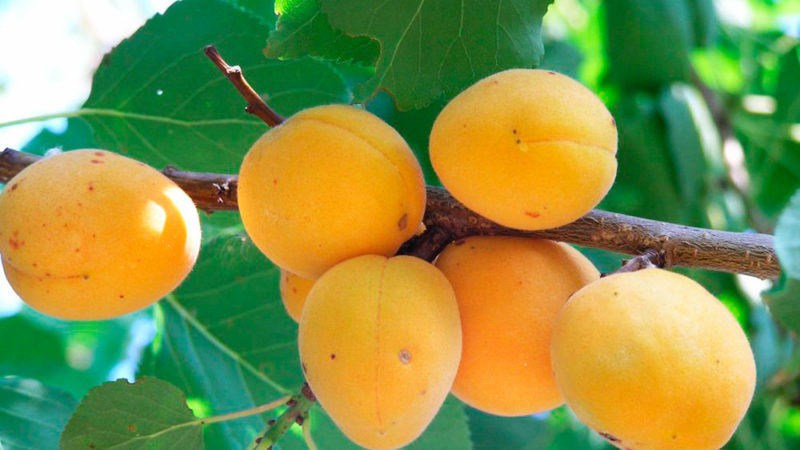 Зимостойкие сорта абрикосов: самые лучшие, вкусные, морозоустойчивые сорта