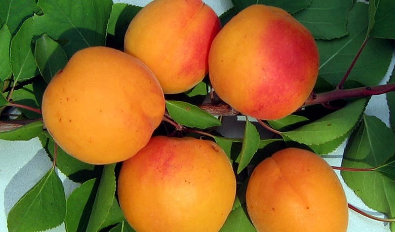 Зимостойкие сорта абрикосов: самые лучшие, вкусные, морозоустойчивые сорта