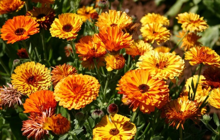 12 цветов, которые можно посадить осенью под зиму + Правила посадки