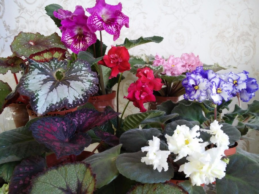 Бегония в домашних условиях: правила ухода, посадки, размножения и полива. 90 фото красивых цветов
