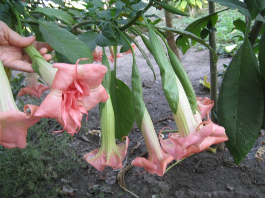 Бругмансия: посадка, выращивание, уход и размножение в открытом грунте. 75 фото красивого цветка