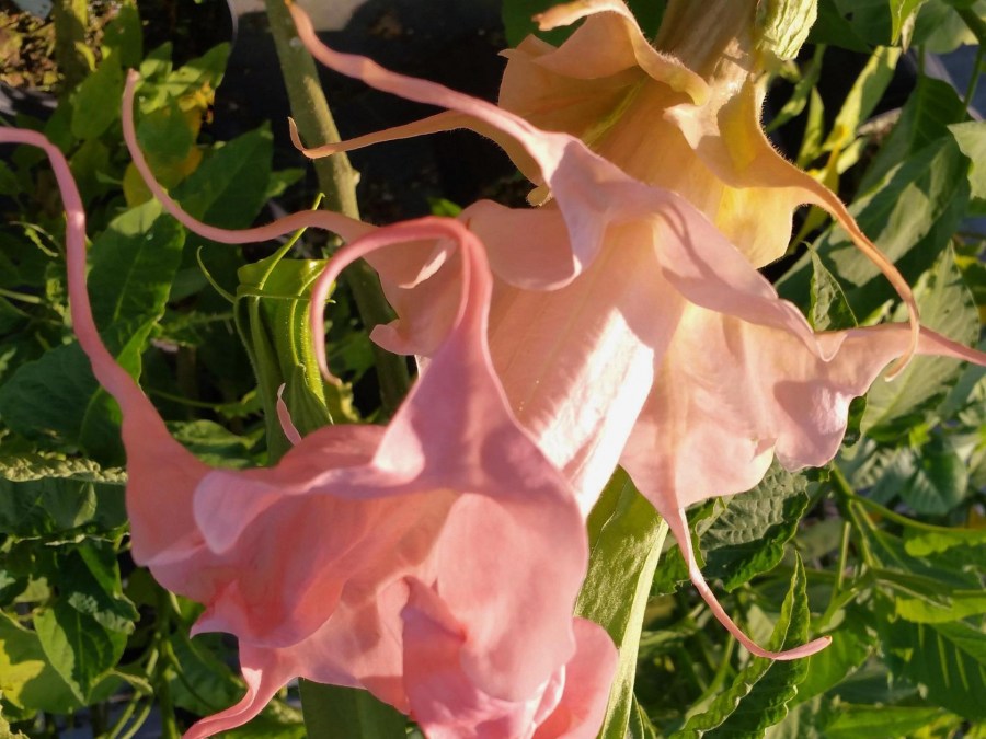 Бругмансия: посадка, выращивание, уход и размножение в открытом грунте. 75 фото красивого цветка
