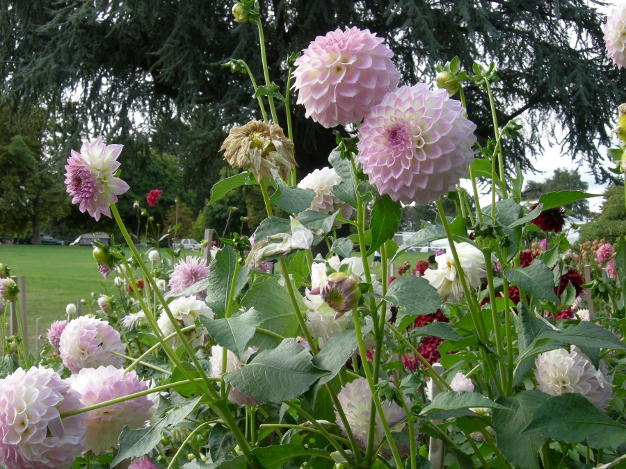 Георгины: посадка и выращивание в открытом грунте. 100 фотографий красивых цветов на участке