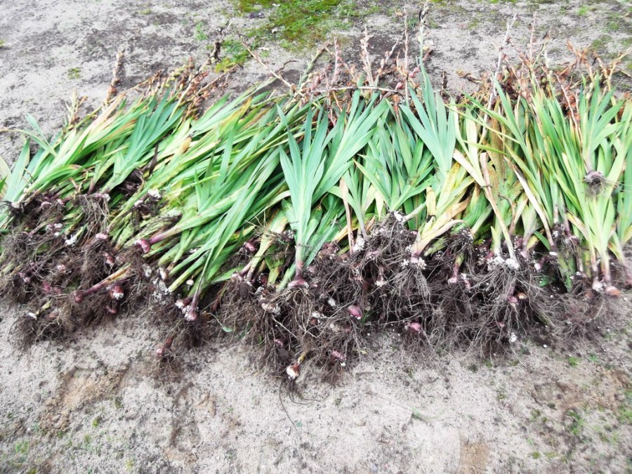 Гладиолус — как ухаживать и выращивать в открытом грунте? Инструкция + 90 фото