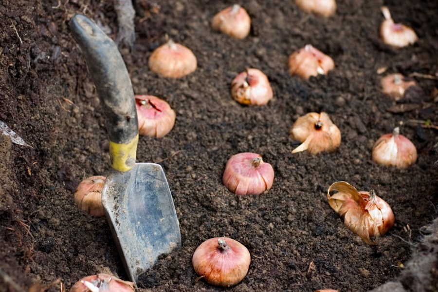 Гладиолус — как ухаживать и выращивать в открытом грунте? Инструкция + 90 фото