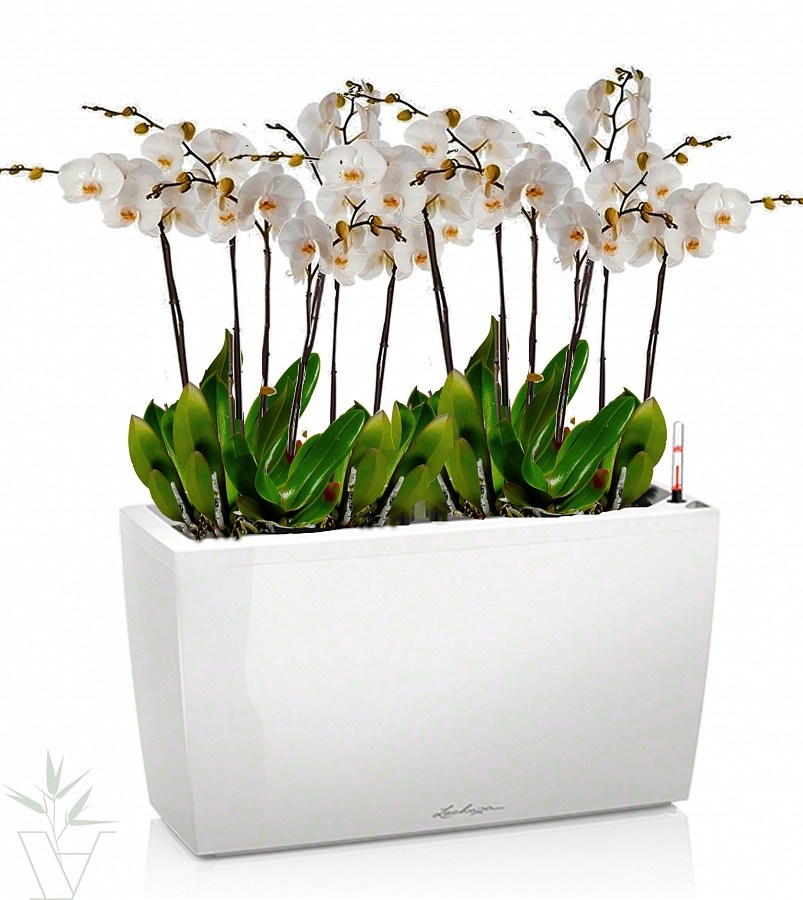 Как правильно поливать орхидею в горшке: преимущества автополива для растения