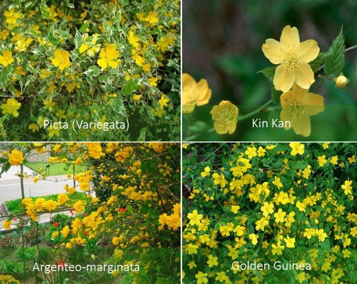 Керрия или Керия: фото и описание кустарника, правила и тонкости выращивания растения с желтыми цветками