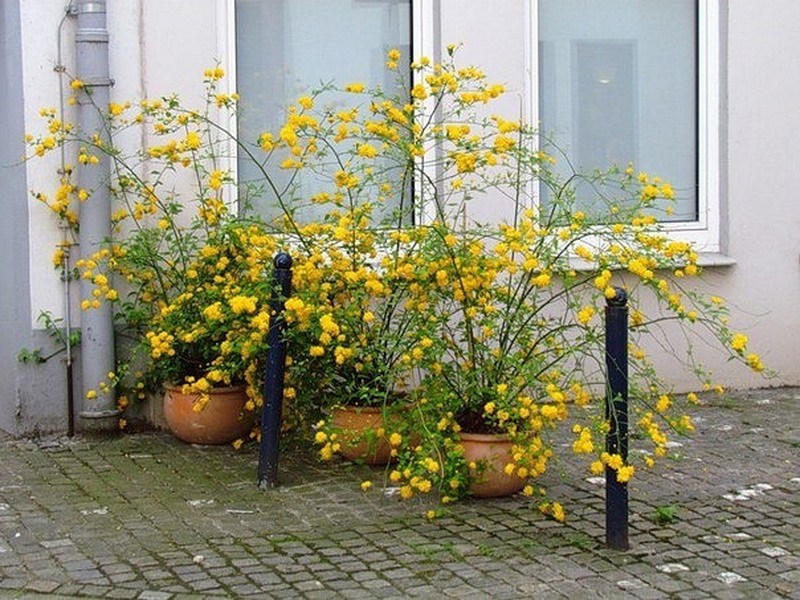 Керрия или Керия: фото и описание кустарника, правила и тонкости выращивания растения с желтыми цветками